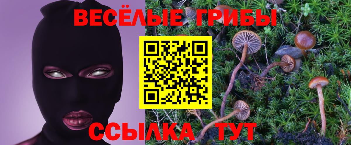 где купить   Псилоцибиновые грибы GOLDEN TEACHER  Вход с VPN  Тара 